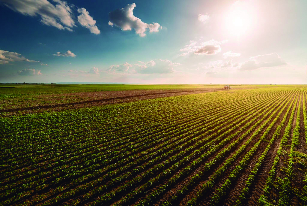 Imagem de campo